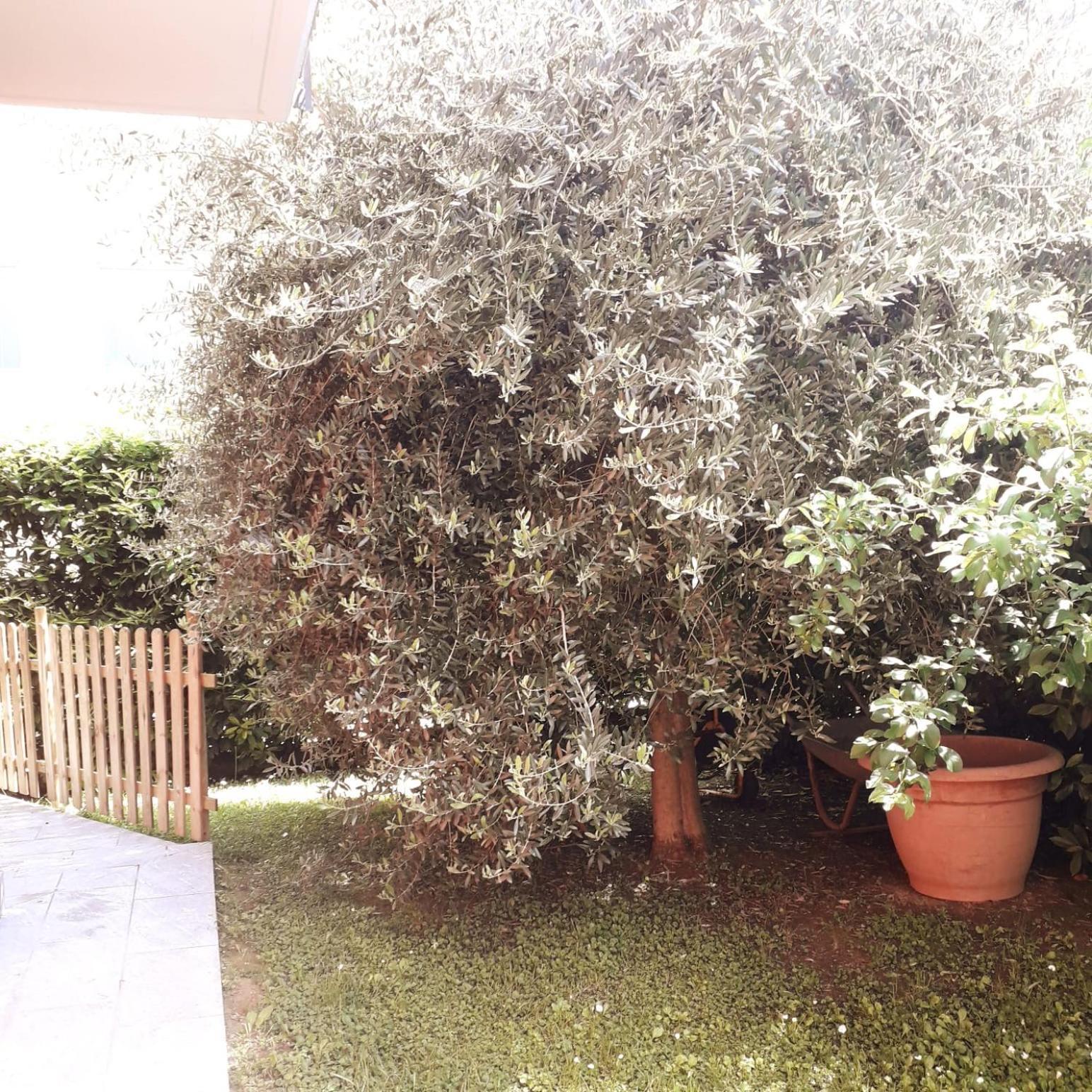 Santa GiulettaBeb Ulivo住宿加早餐旅馆 外观 照片
